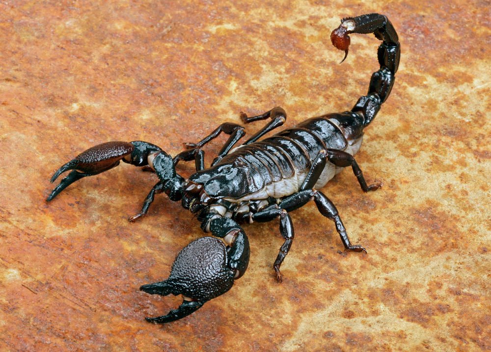 scorpion in room