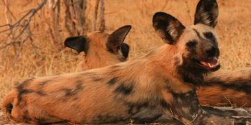 african wild dogs normal