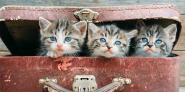 cats in suitcase