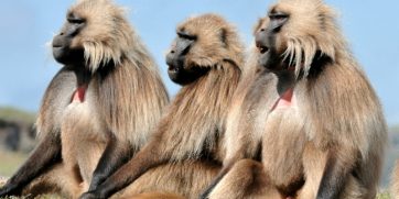 gelada baboon normal