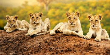 lion cubs sitting normal