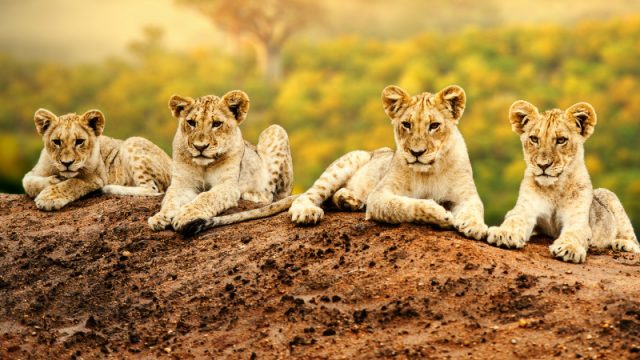 lion cubs sitting normal