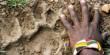 safari guide footprint normal