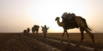 danakil camels sunset