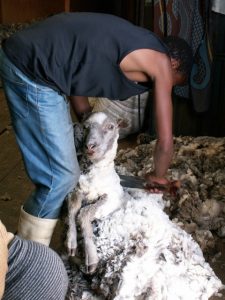 sheep shearing lesotho