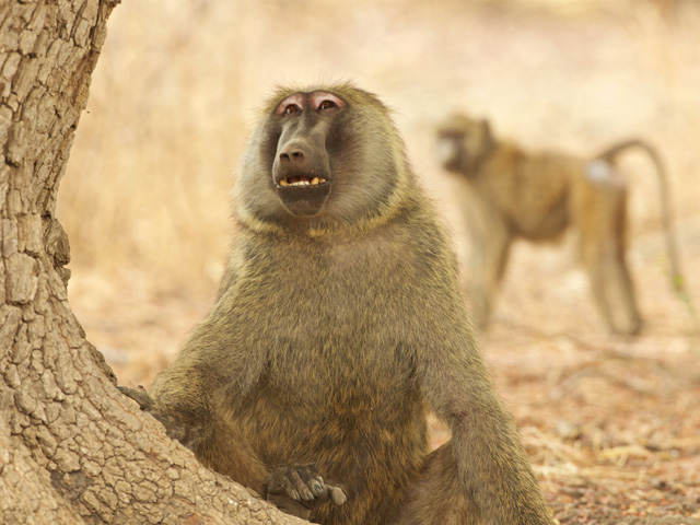 baboons