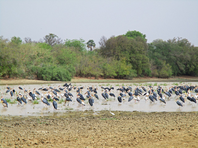 Shore birds