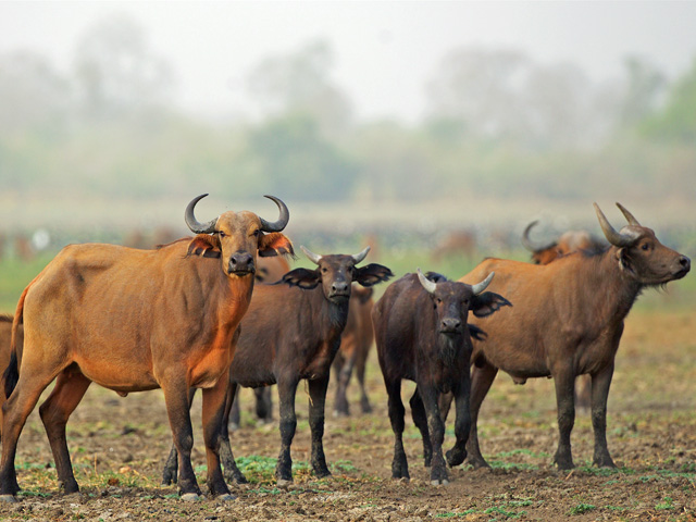 Cape Buffalo