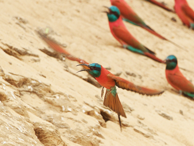 Northern Carmine Bee-eater