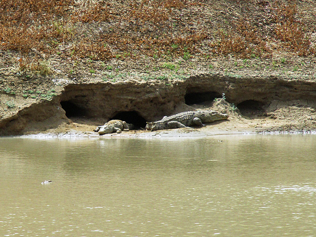 Crocodiles