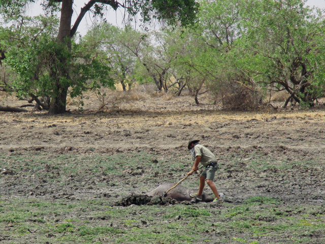 Dead Cape Buffalo