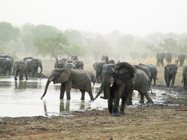 Zakouma Elephants