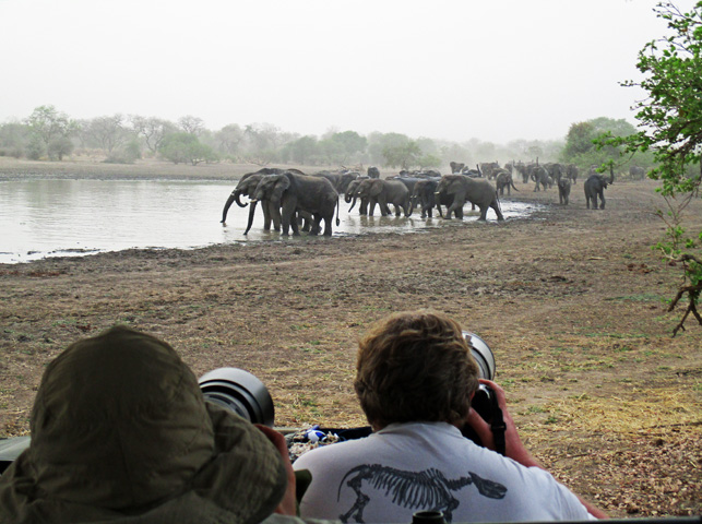 A herd of elephants arrives at the waterhole. (Photo by Susan McKee)