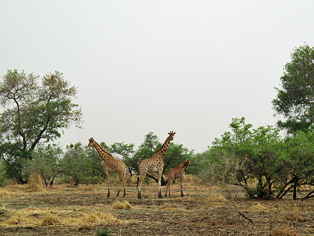 Kordofan giraffe