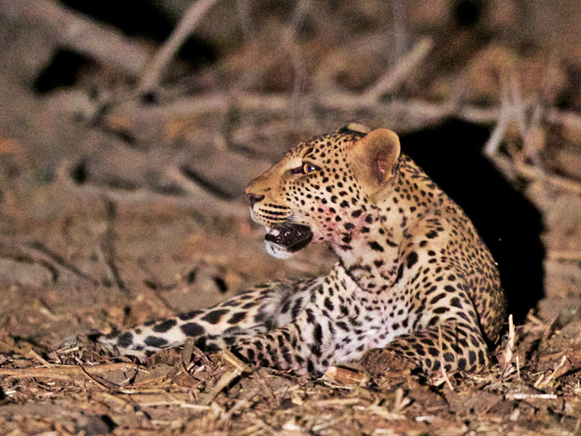 A leopard rests between hunts. (Photo by Michael Lorentz, used with permission)