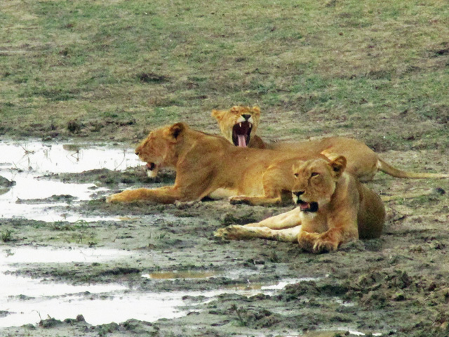 Zakouma Lions