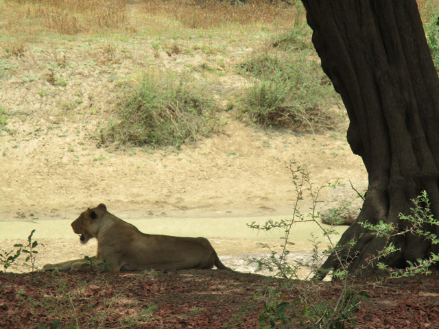 Zakouma Lion