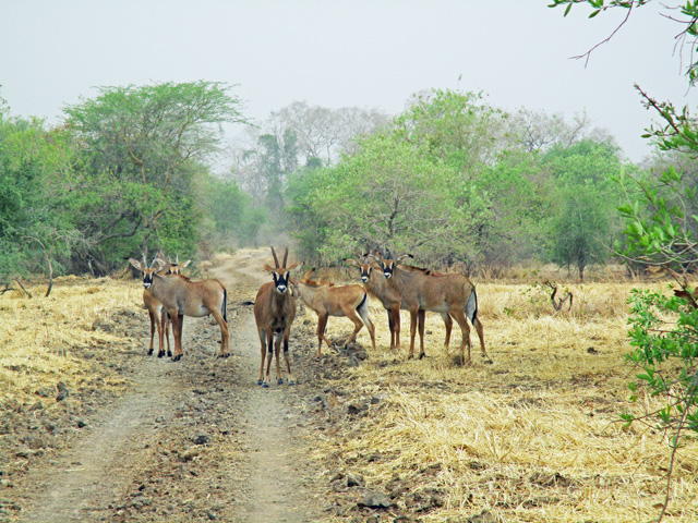 roadblock adblock for safari