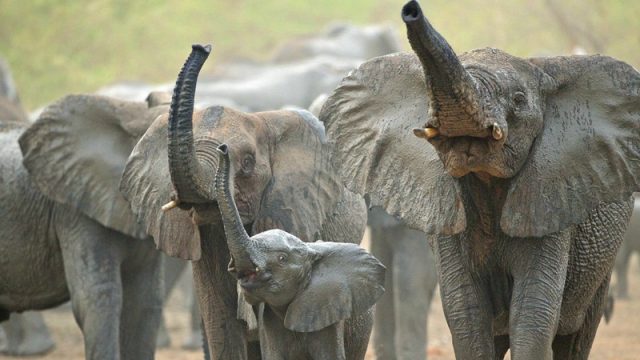 zakouma elephants