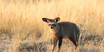 bat eared fox https://www.flickr.com/photos/dkeats/34649394520/