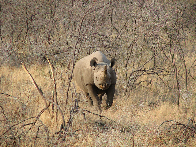 Etosha Rhino