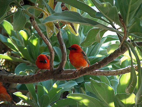 birds mauritius