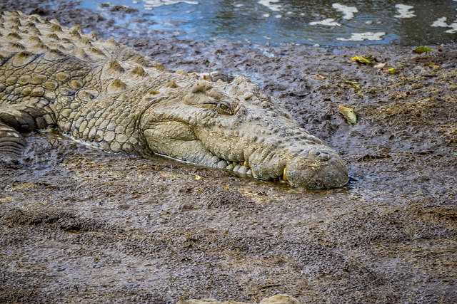 mara river crocodile