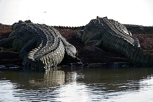 lake chamo crocodiles