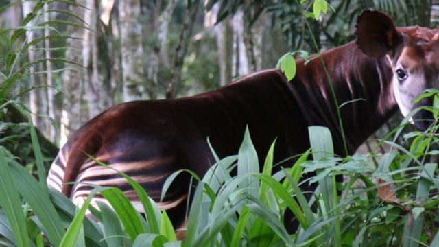 Okapi at Epulu breeding center