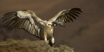 cape vulture