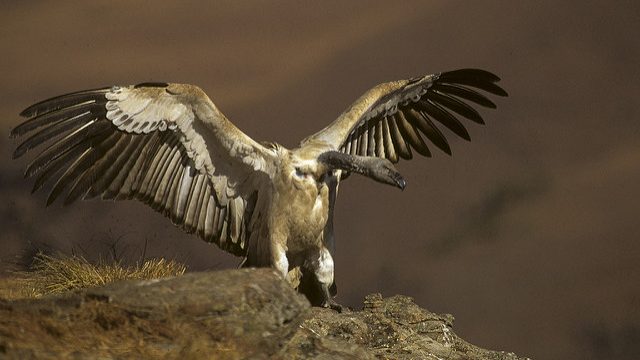 cape vulture