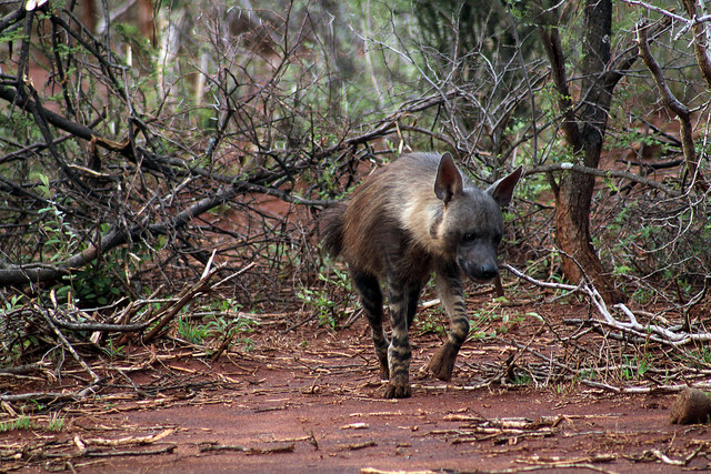 brown hyena
