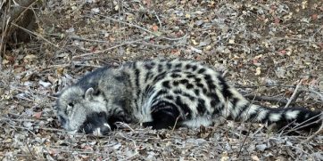 civet