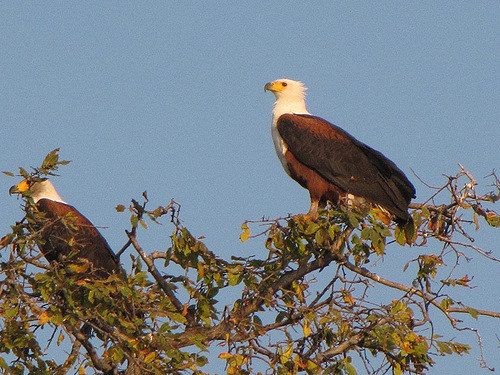 zambezi eagle