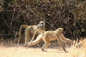 The Incredible Wildlife Of The Zambezi River AFKTravel   4000515473 83068ac8c3 Z 300x200 