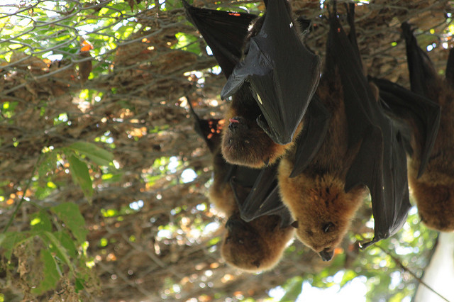 mauritius flying foxes