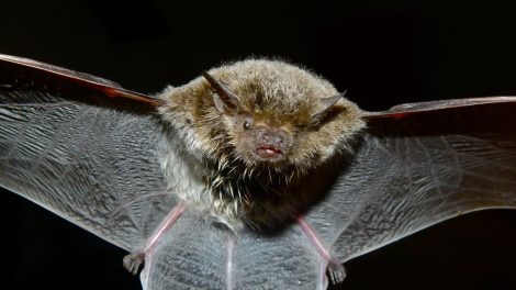 Going Batty - Where To See Bats In Africa | AFKTravel