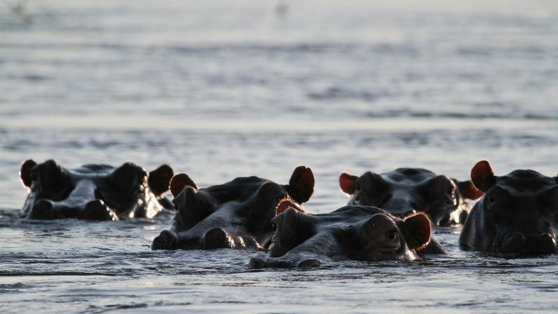 The Incredible Wildlife Of The Zambezi River AFKTravel   7033028489 Da609fc519 K 800x450 