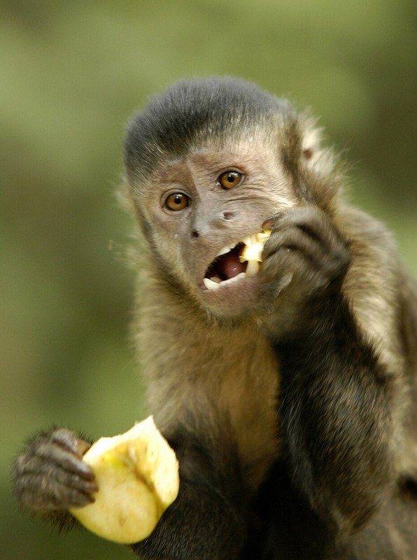 monkey snack