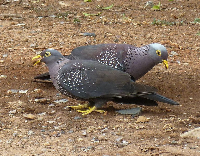 african olive pigeon