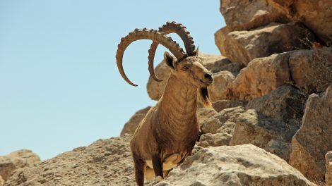 The Most Beautiful And Unique (Animal) Horns of Africa | AFKTravel