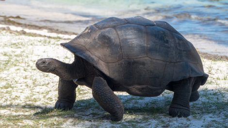 7 Things You Didn't Know About Aldabra Giant Tortoises | AFKTravel