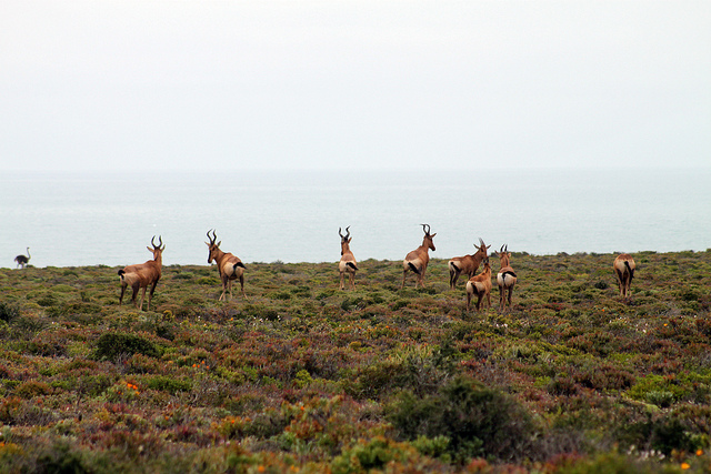 antelopes namaqua
