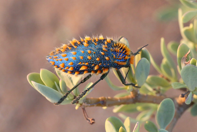 insect namaqua