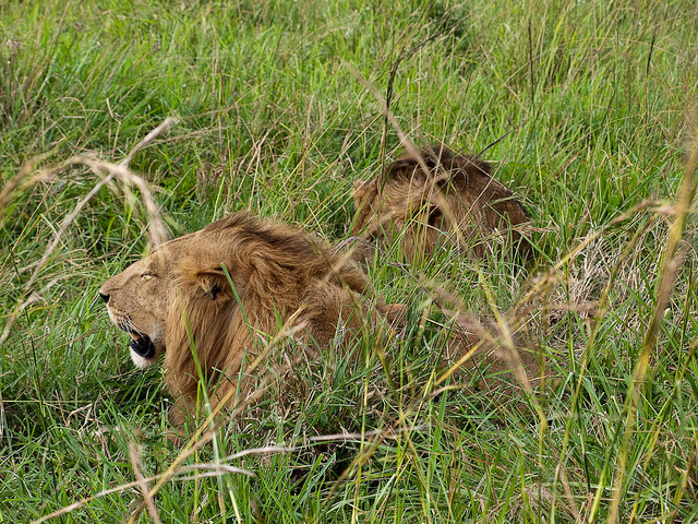 kidepo lions