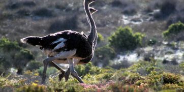 ostriches namaqua