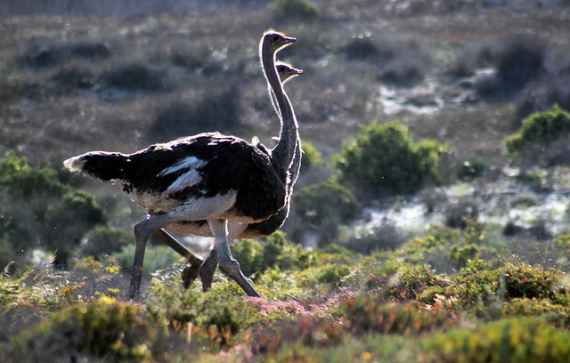 ostriches namaqua