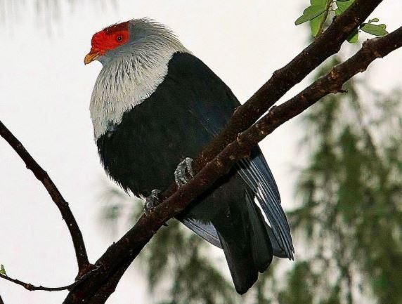 seychelles blue pigeon