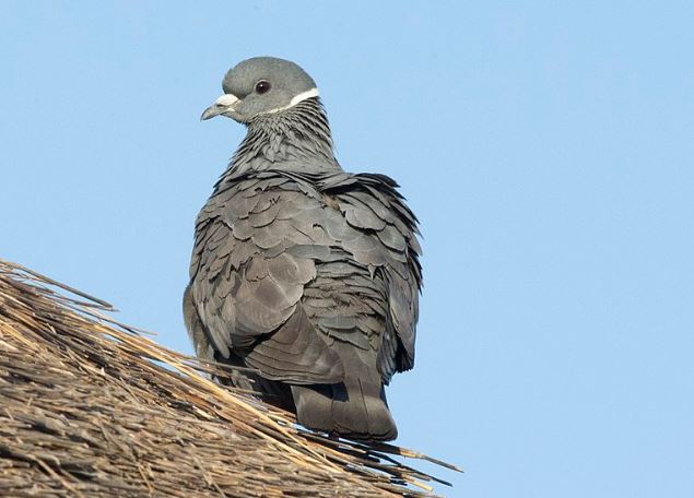 white collared pigeon