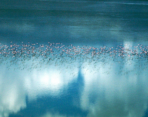 flamingo botswana https://www.flickr.com/photos/edglickman/2533919315/